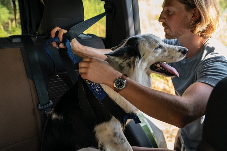 Man buckling his dog into the rear seat of a Ford vehicle